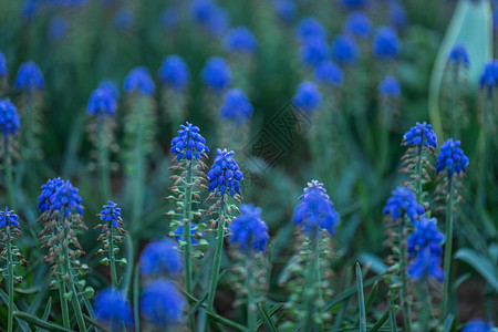 麝香花葡萄风信子背景