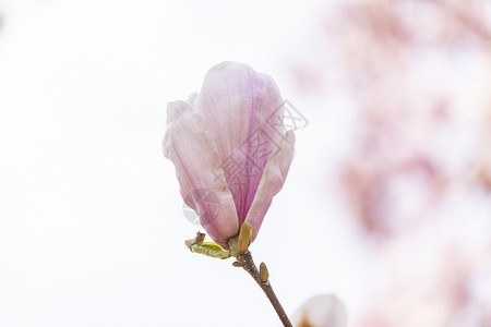 一枝粉色玉兰玉兰花背景
