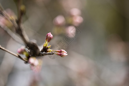 樱花背景图片