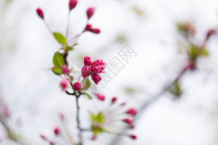 画苞花芽绿色花芽高清图片