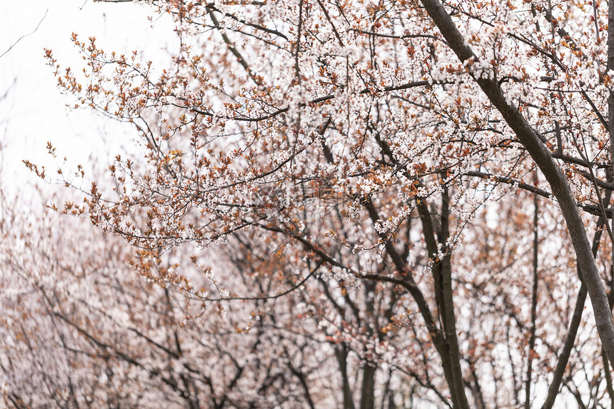 樱花图片