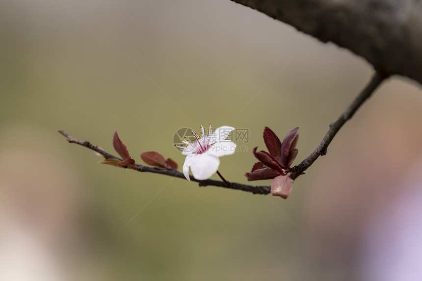 樱花图片