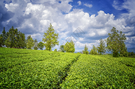 云南古树茶云南普洱茶园背景