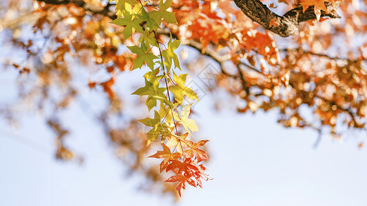 彩色植物树叶枫叶背景