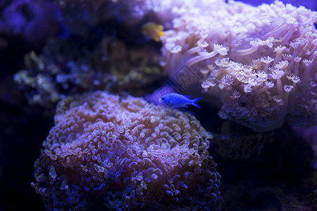 珊瑚水草水箱里的观赏鱼背景