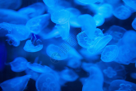 水底生物海底世界的水母背景