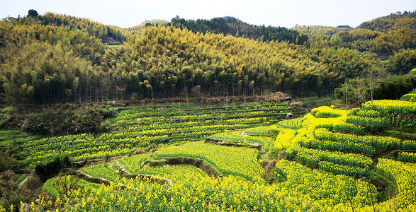 灵山景区皖南呈坎油菜花盛开背景