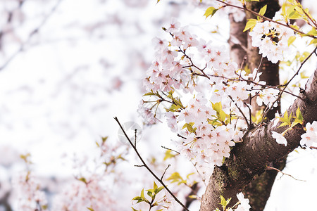 武汉大学樱花背景图片