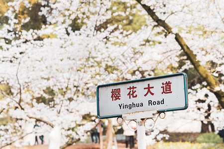 武汉大学樱花大道背景图片