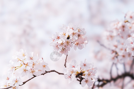 武大樱花节武汉大学樱花背景