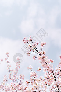 一棵樱花树武汉大学樱花背景