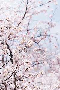 一棵樱花树武汉大学樱花背景