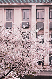 大樱花树武汉大学樱花教学楼背景