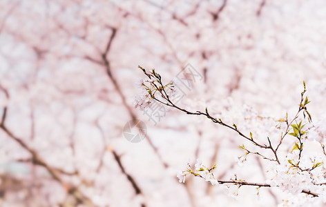 樱花枝条背景图片