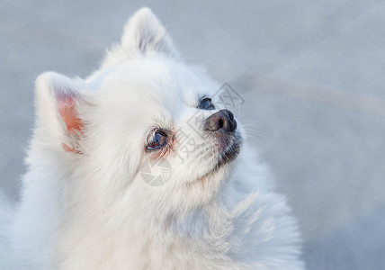 可爱博美犬背景图片