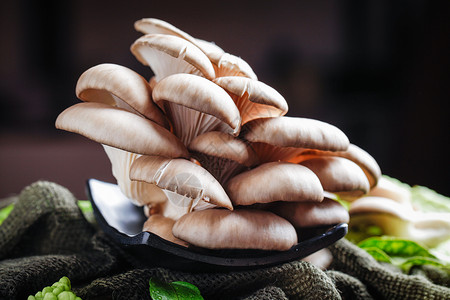 新鲜平菇背景图片