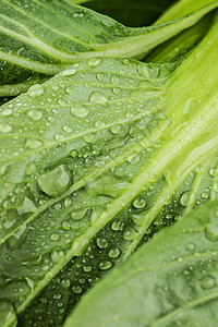 低碳饮食绿色蔬菜背景