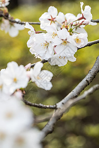 樱花樱花和麻雀高清图片