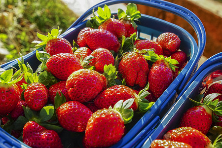 草莓种植采摘高清图片