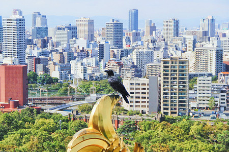 日本大阪城市高楼图片