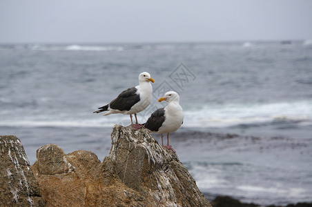 高尔基海燕海鸥沙鸥背景
