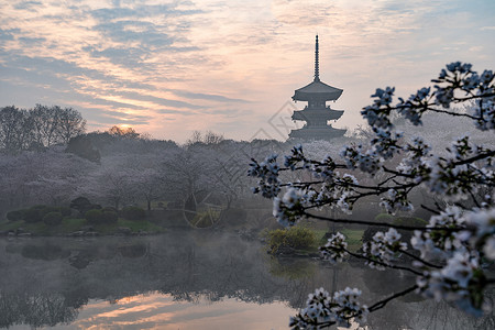武汉东湖磨山樱园背景图片