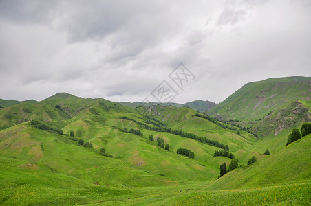 新疆农大林场图片