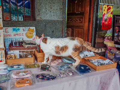 台湾瑞芳侯硐猫村的猫高清图片