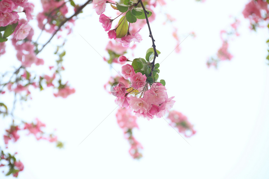 樱花图片