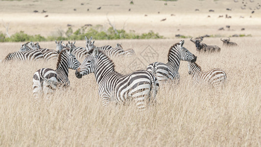 非洲斑马一群斑马高清图片
