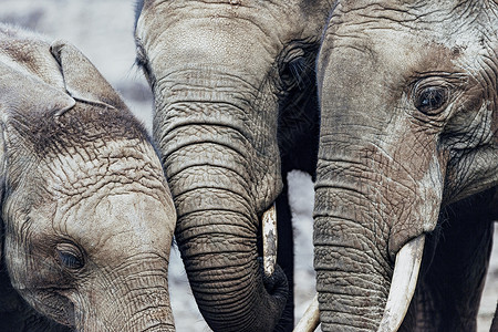 非洲大象背景图片