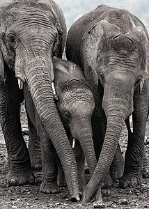 非洲家庭大象背景
