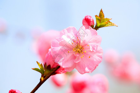 桃花春天高清图片素材