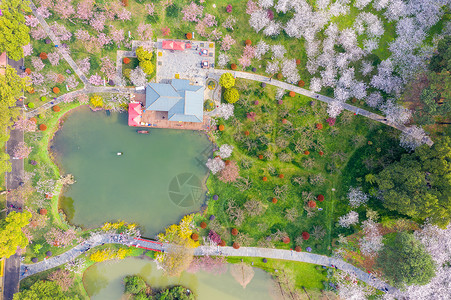 花草俯视俯瞰东湖樱园樱花季背景