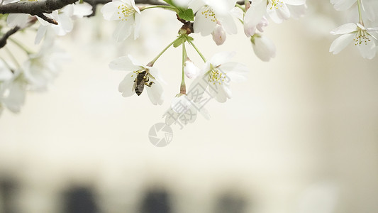 蜜蜂采蜜 背景图片