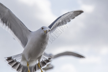 大连星海广场海鸥背景图片