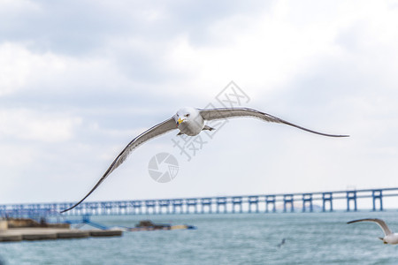 大连星海广场海鸥图片