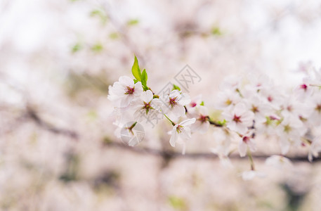 樱花图片