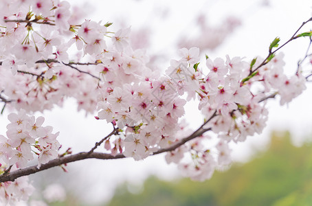 樱花虹口公园高清图片