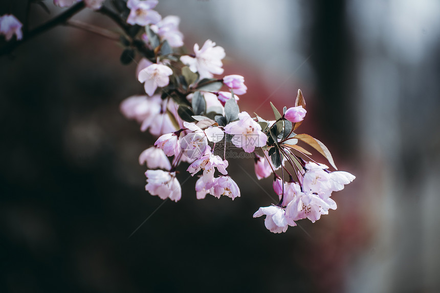 海棠花图片