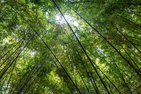 绿色长竹叶竹林背景