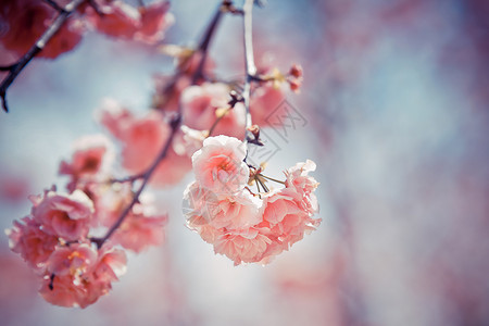 粉红樱花树春天樱花背景