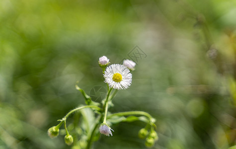 白色野菊花背景图片