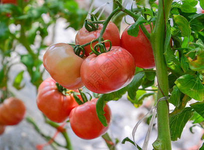 规范流程大棚里成熟有机西红柿背景