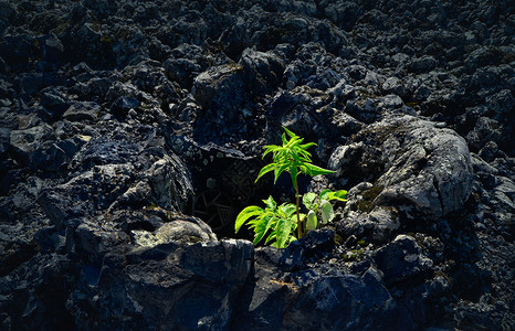 火山岩中的生命高清图片