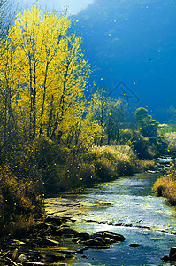 秋天金黄色的树林小溪背景图片
