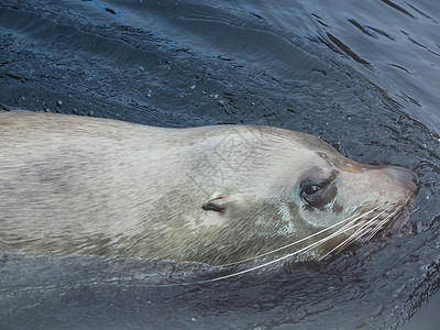 美国阿拉斯加海洋动物中心海狮游泳背景