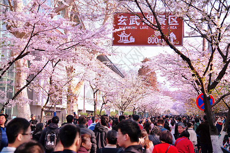南京玄武湖樱花大道的游客图片