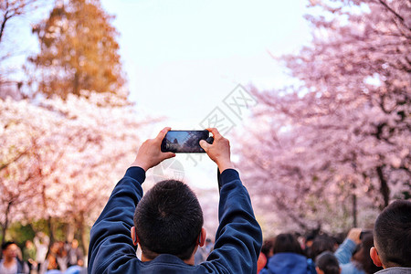 春天赏花拍樱花的游客背景图片
