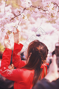 春天赏樱花的游客图片